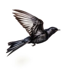 Fototapeta premium Black swift bird isolated on white. Generative AI
