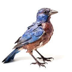 Fototapeta premium Blue grosbeak bird isolated on white. Generative AI