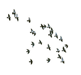 Obraz na płótnie Canvas bird flying Transparent back 