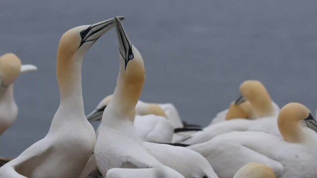 Pair of Northern gannets (Morus bassanus) in courtship. Large colony of birds on the island of Helgoland.