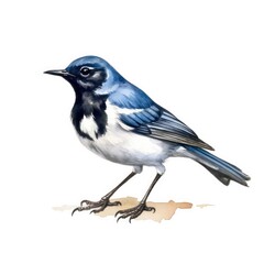 Obraz premium Black-throated blue warbler bird isolated on white. Generative A