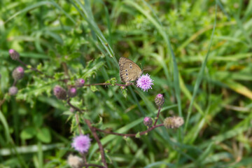 Ringlet (Aphantopus hyperantus) butterfly sitting on a pink flower in Zurich, Switzerland