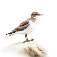 Fototapeta na wymiar Common sandpiper bird isolated on white. Generative AI