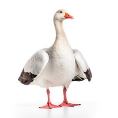 Emperor goose bird isolated on white. Generative AI