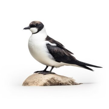 Black-capped petrel bird isolated on white. Generative AI