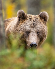 Brown bear portrait in forest - 624520545