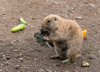 Hungry black tailed prairie dogs tucking into their vegetables