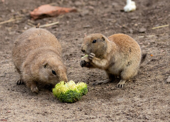 Hungry black tailed prairie dogs tucking into their vegetables