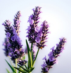 Lavender flowers isolated on white background, close up shot of lavender flowers