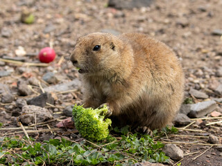 Hungry black tailed prairie dogs tucking into their vegetables