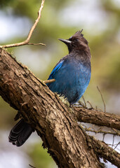 Steller's Jay (Cyanocitta stelleri) - Vibrant Blue Jay Perched on a Branch