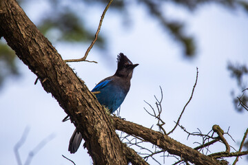Steller's Jay (Cyanocitta stelleri) - Vibrant Blue Jay Perched on a Branch