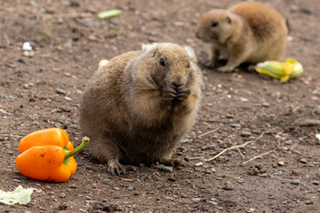Hungry black tailed prairie dogs tucking into their vegetables