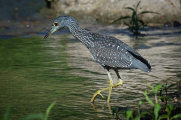 Juvenile Yellow-crowned Night Heron