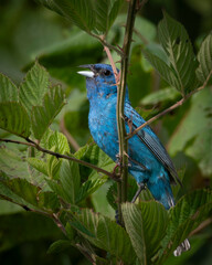 Indigo Bunting