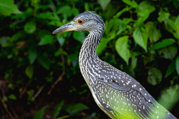 Juvenile Yellow-crowned Night Heron