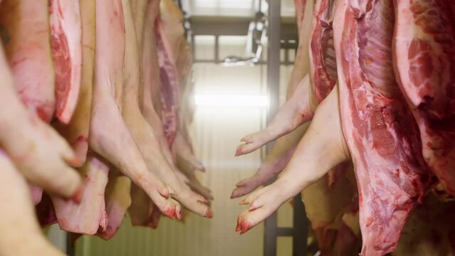 Hanging in rows meat pig cattle in slaughterhouse in meat shop of food plant. Manufacturing animal meat products on industrial factory. Pig pork carcasses attached to hooks at meat production facility