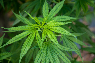 close up of hemp branch