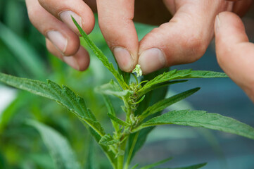 cannabis flower pollination by hand