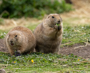 Hungry black tailed prairie dogs tucking into their vegetables