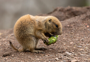 Hungry black tailed prairie dogs tucking into their vegetables
