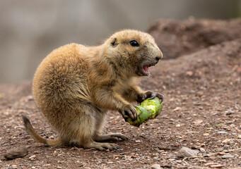 Hungry black tailed prairie dogs tucking into their vegetables