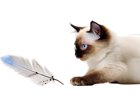 Playful Siamese Cat - Transparent Background