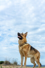 German shepherd standing in the field looking at the sky. Vertical profile portrait with copy space above for your advertising