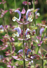 Clary sage (Salvia sclarea) grows in nature