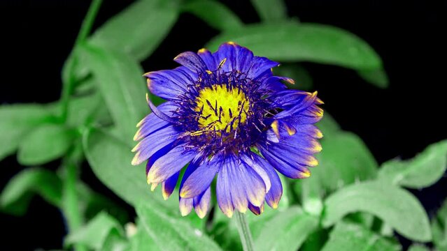 Time lapse of Blue Flower Gaillardia Aristata Bloom on Black Background, Beautiful Blanket Flower Plant Flowering Close-up Shot
