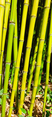 Naklejka premium green bamboo forest