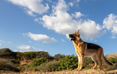 The smiling German Shepherd dog is waiting for her treat. The dog standing in the field waiting for dog treats