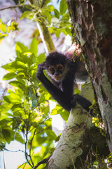 One of the birds in Guatemala