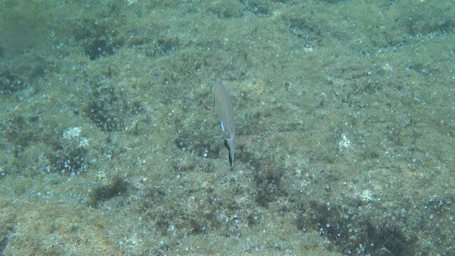 Fish swimming curiously Dipludus Sargus Sargo underwater video 4kUHD