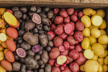 harvest of colored potatoes in a wooden box close-up selective focus, types of potatoes
