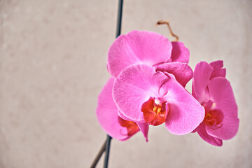 A garland of pink orchid flowers on a beige background. There is space for text. Close-up