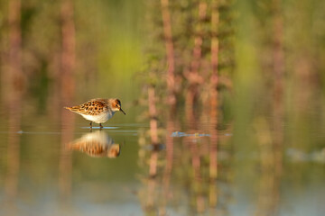 Little Stint are waiting among the water plants.