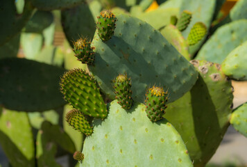 Prickly Pear Cactus in Bloom. Flowers of prickly pear, close up. Catalonia, Spain