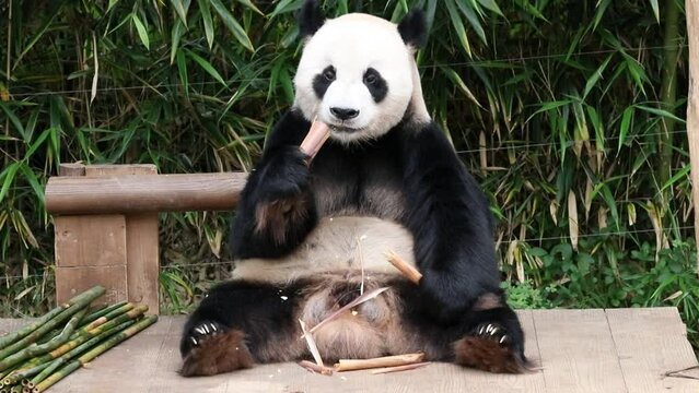 Close up Giant Panda in South Kore , Le Bao