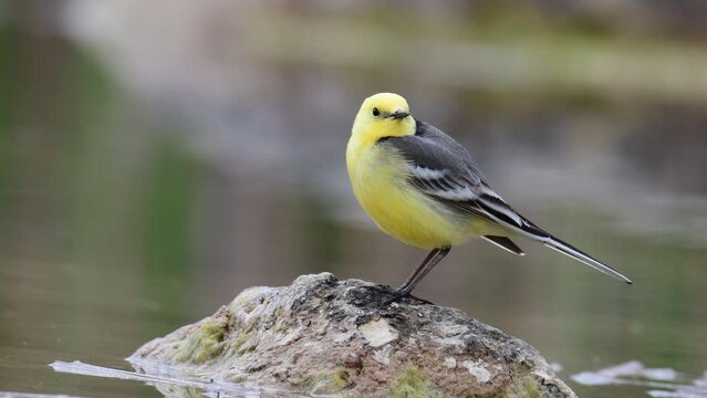 Citrine Wagtail Motacilla citreola on a wetland.