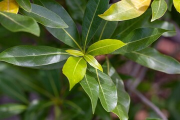 Leaves of a Azores laurel, Laurus azorica