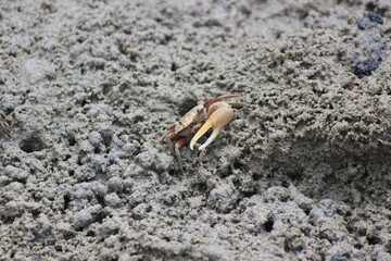 Crab, Maceió Beach, Camocim, Ceará, Brazil