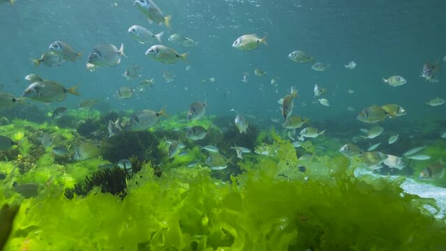 Shoal of fish with green seaweed underwater in the Atlantic ocean (Diplodus vulgaris and Boops boops fish with Ulva lactuca and Codium tomentosum algae), natural scene, Spain, Galicia