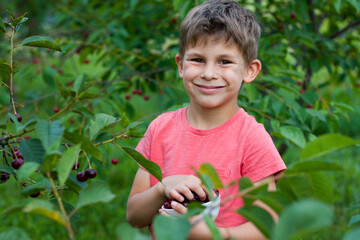 preschool boy picking and eating ripe red cherries from tree in home garden. closeup Portrait of happy child with plate of cherries in background of cherry orchard. summer harvest season.