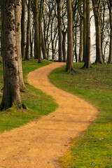 Winding path through the beech trees , sunny day.