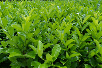 Fototapeta premium Tea Leaf Texture Background, Fresh Green Tea Leaves Pattern, Summer Farm Banner, Spring Garden Mockup