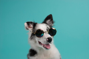 perrito con lentes