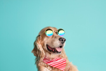 perro cocker con lentes