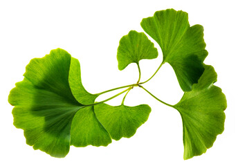 ginkgo biloba leaves isolated on a white background - 624537515