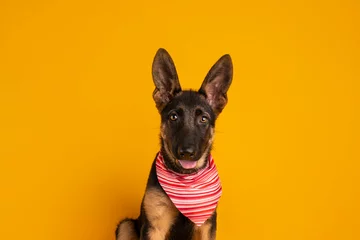 Fotobehang perro pastor alemán  © Jezreel